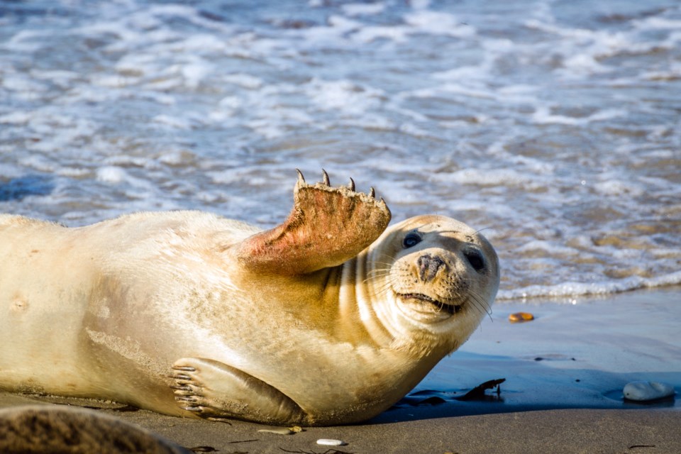 sealwaving