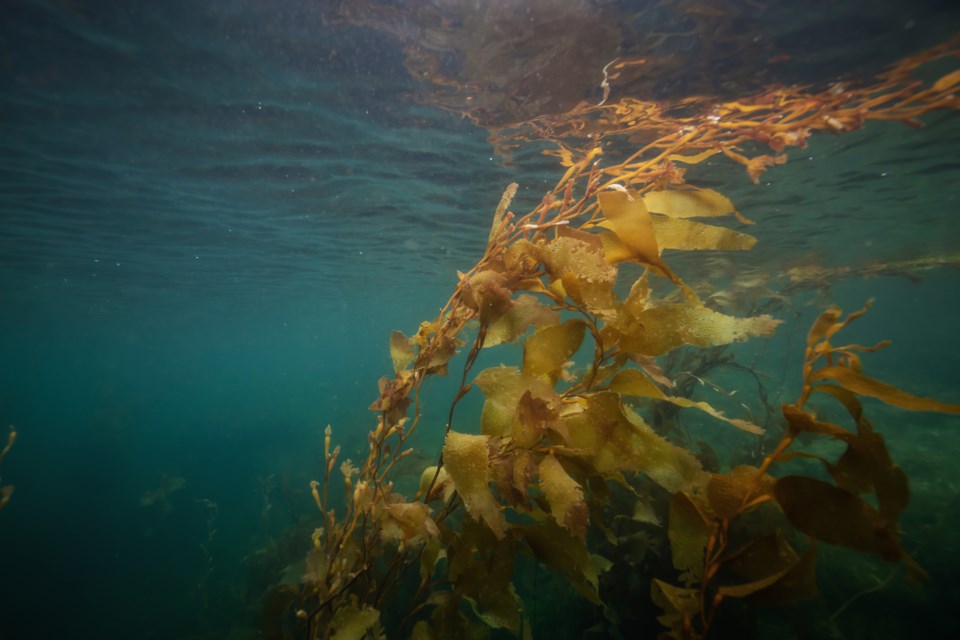 seaweed port hardy