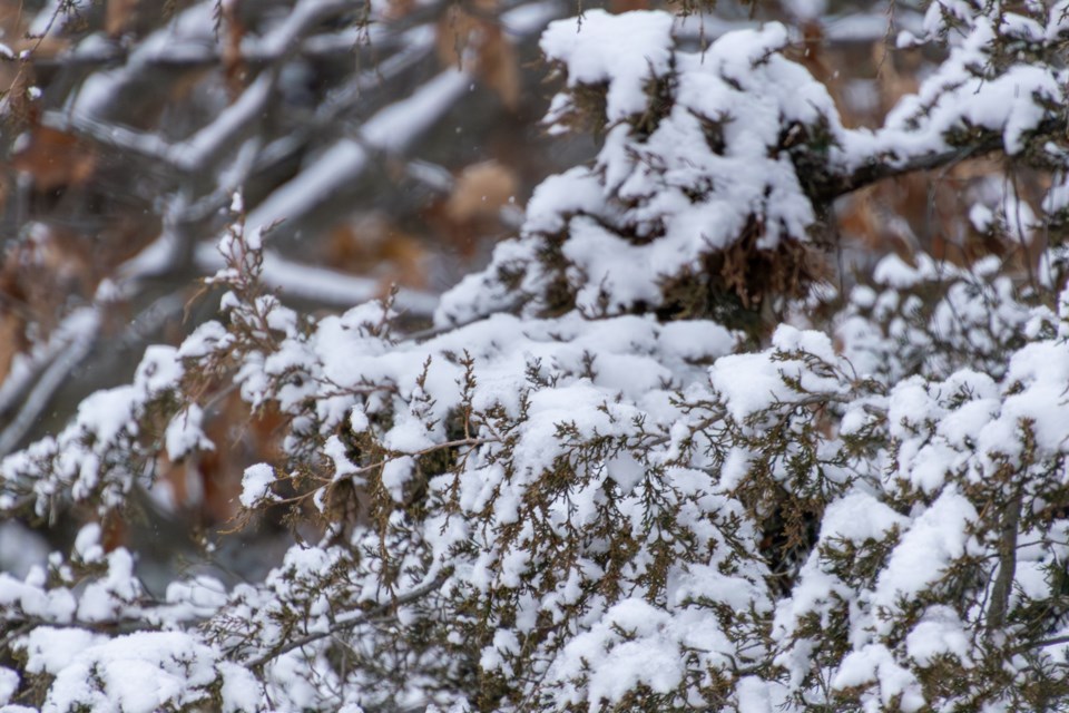 snowtrees