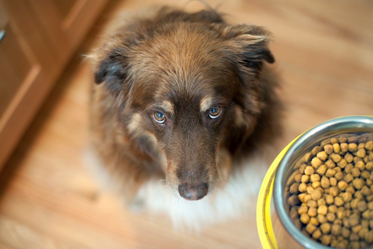 Beyond Local: 10 superfoods for dogs from your very own kitchen