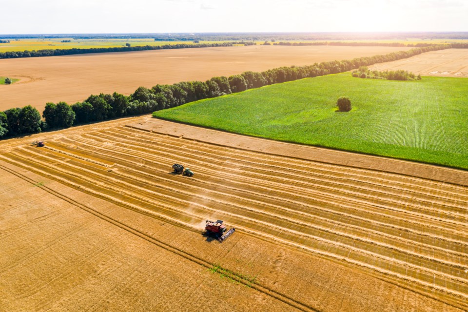 Ukrainewheatfield