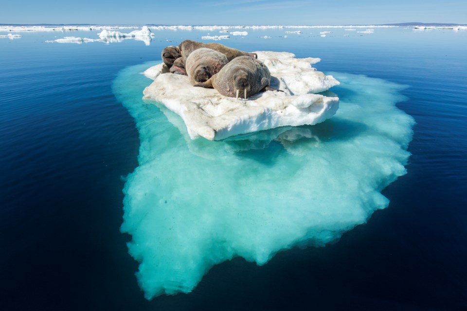 Walrusrestingoniceberg