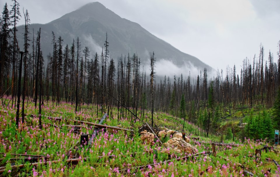 wildfiredevastedBCCanada