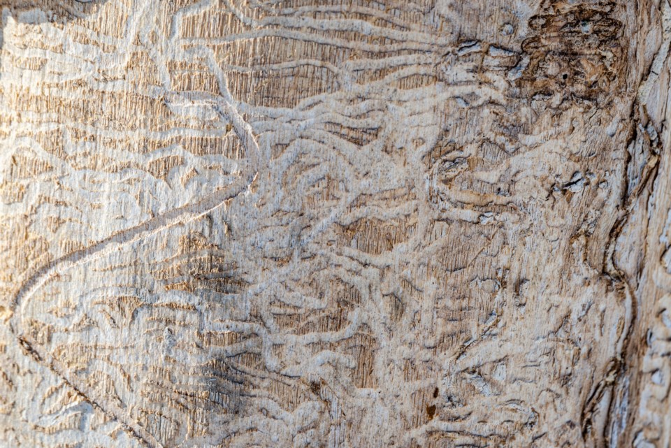 woodborer