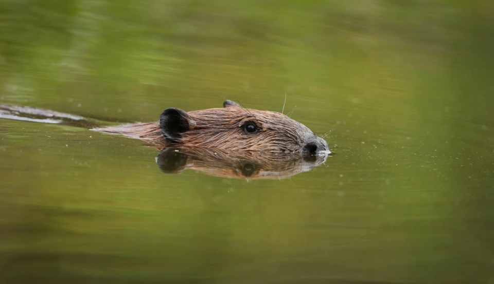 youngbeaver