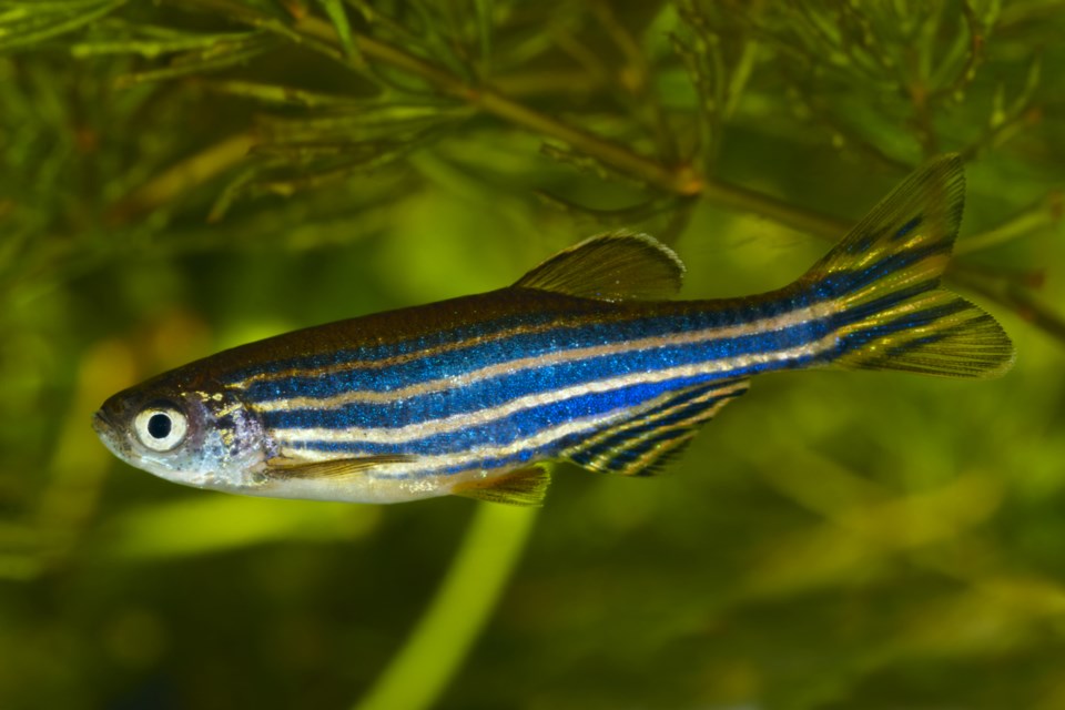 zebrafish