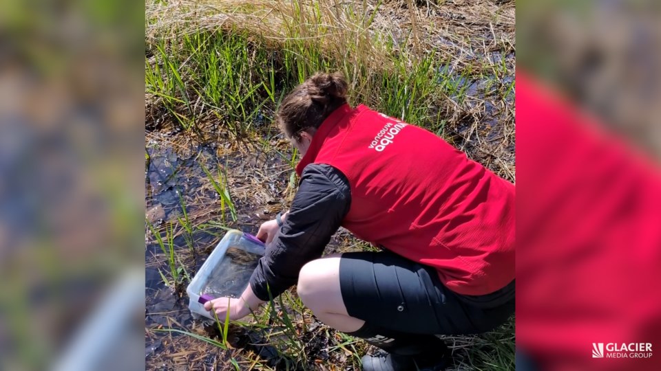 Watch: Hundreds of endangered frogs released in B.C.