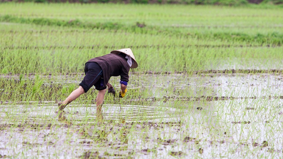 1325-vietnam-brief-pix-paddy