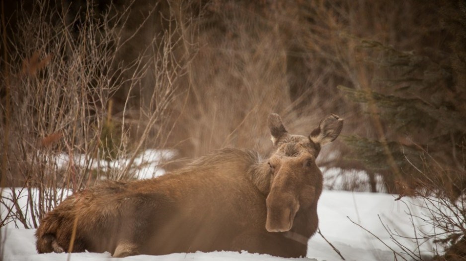 2013-16n-mooseconradpetzsch-kunz-moose-whistlermarch82013cpk-moose-whistler