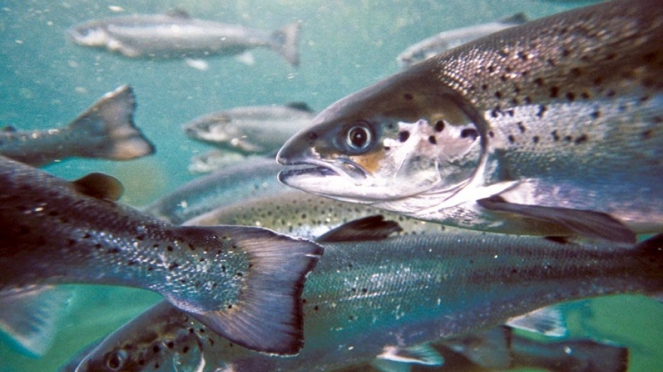 atlantic_salmon_on_bc_fish_farm_credit_marine_harvest_canada