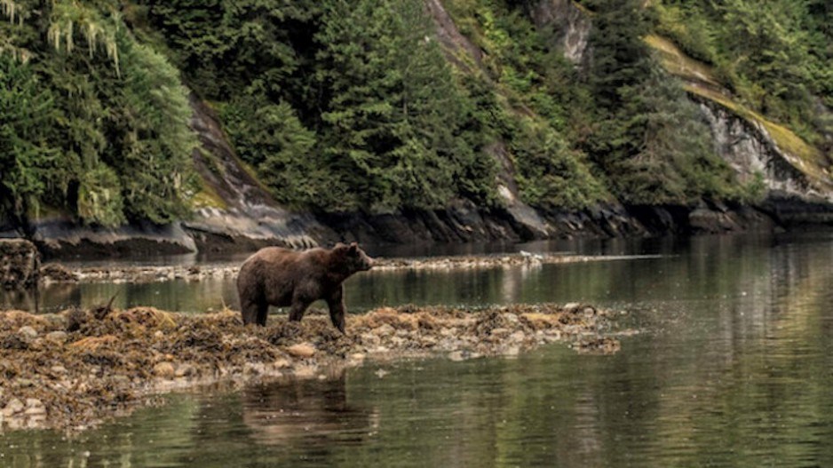 bc-wildlif-ebear-water-creditcastanet