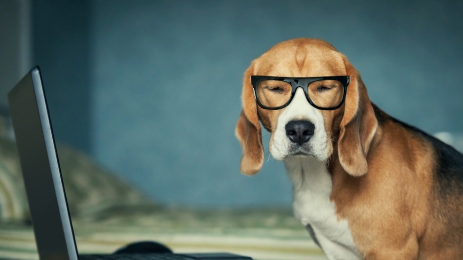 beagle-reading-shutterstock
