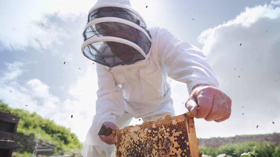 beekeeperbeesbeekeeping-montyrakusen-digitalvision-gettyimages
