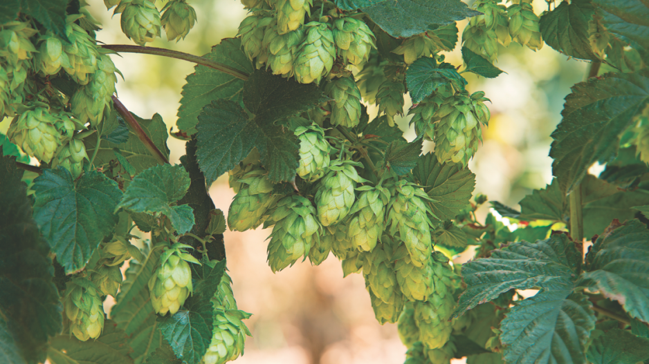 beer_hops_credit_vaclav_mach_shutterstock