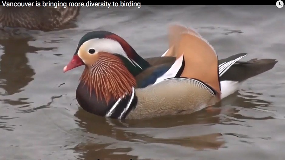 birding-thor-diakow