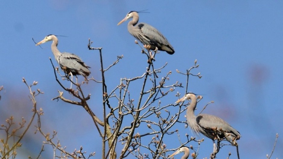 blue-herons-stanleypark-creditdantoulgoet