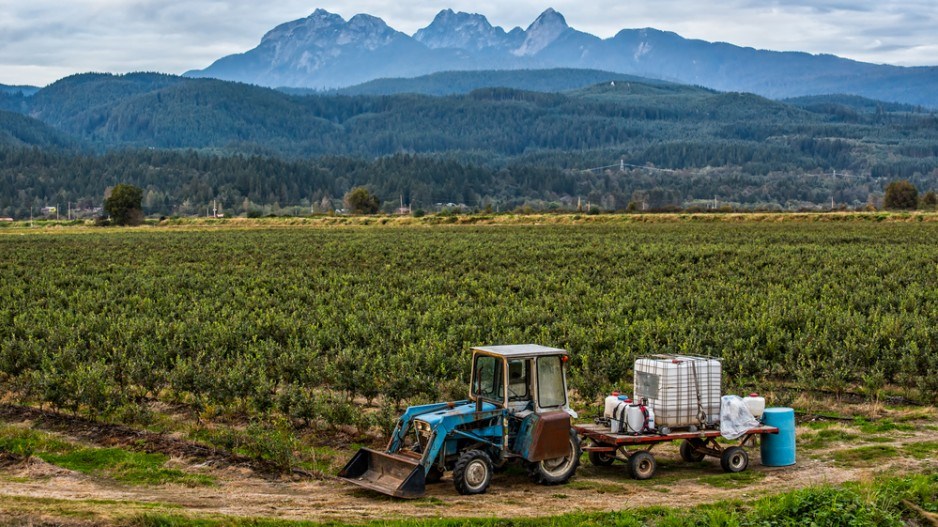 blueberry-farm-bc-web