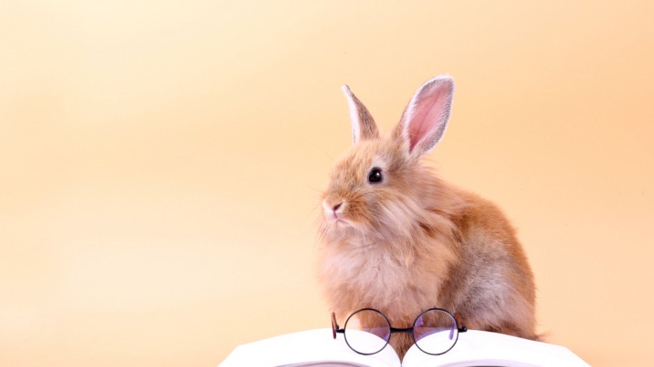 bunny-reading-shutterstock