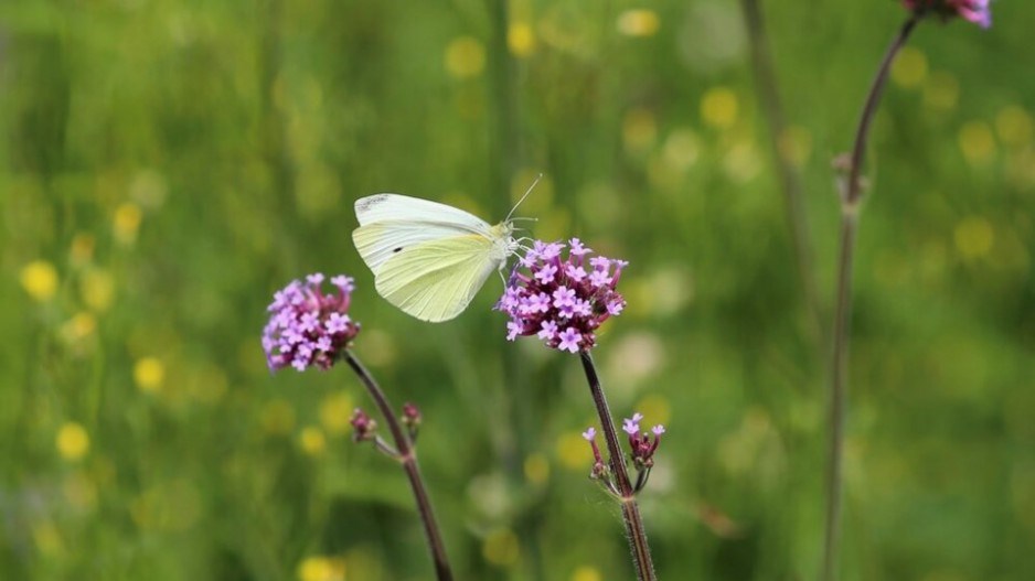 cabbage-white-butterfly-creditmichelletseng