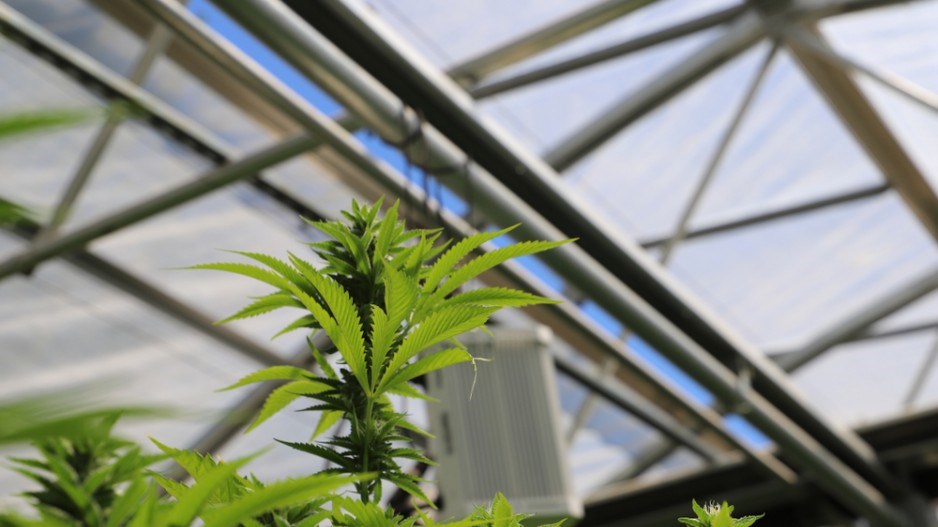 cannabis-greenhouse-shutterstock