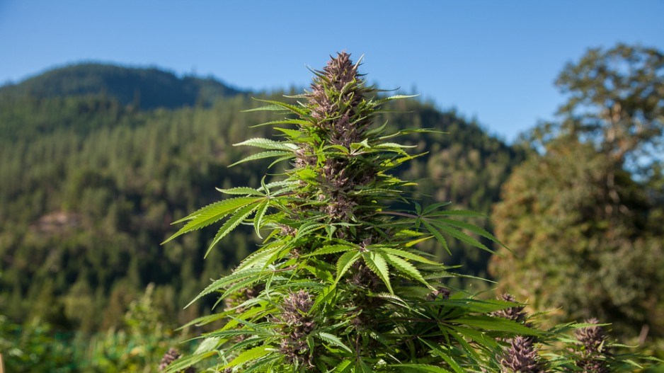 cannabis-outdoor-shutterstock