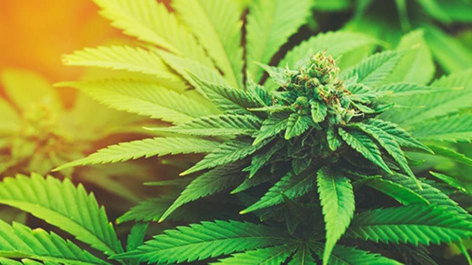 cannabisarticle
