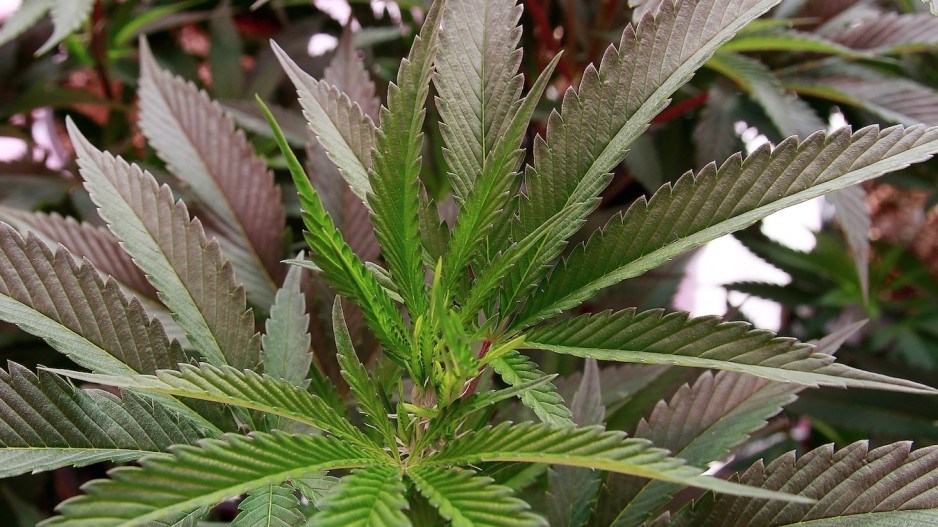 cannabisgrowing