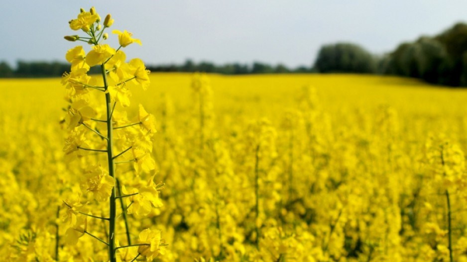 canola-web