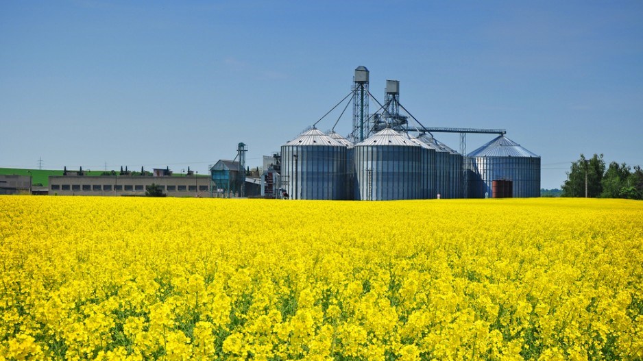 canola_field_shutterstock