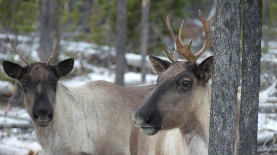 caribou-creditchrisjohnson