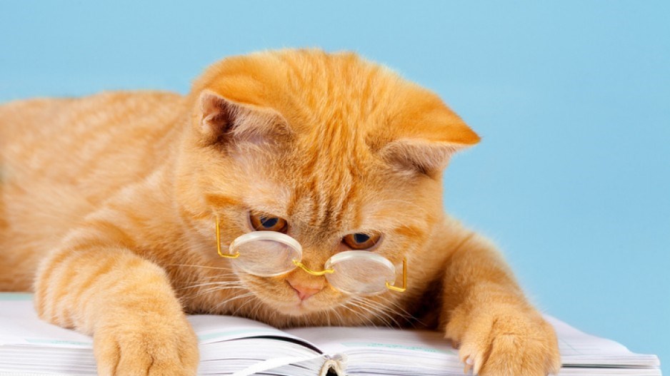 cat-glasses-reading-istock