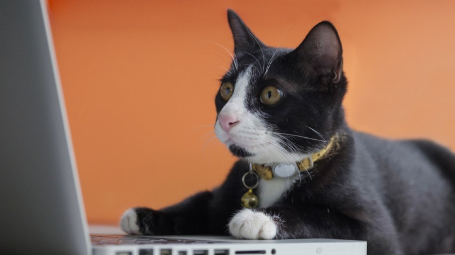 cat-laptop-reading-gettyimages