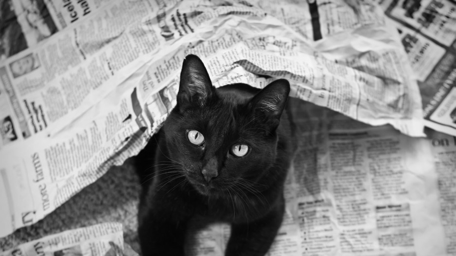 cat-newspaper-reading-creditbrookeandersonphotographygettyimages