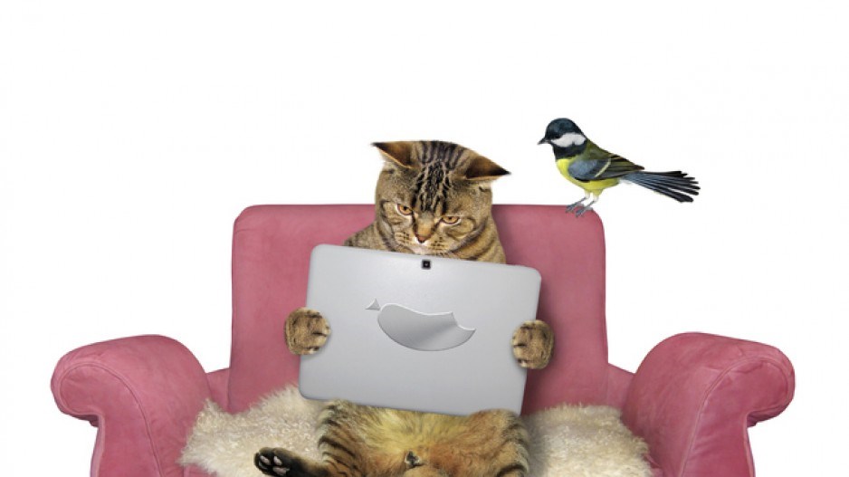 cat-reading-bird
