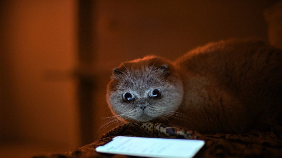 cat-reading-creditnicodepasqualephotography
