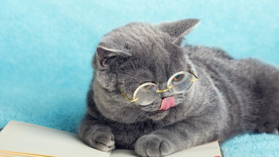 cat-reading-shutterstock