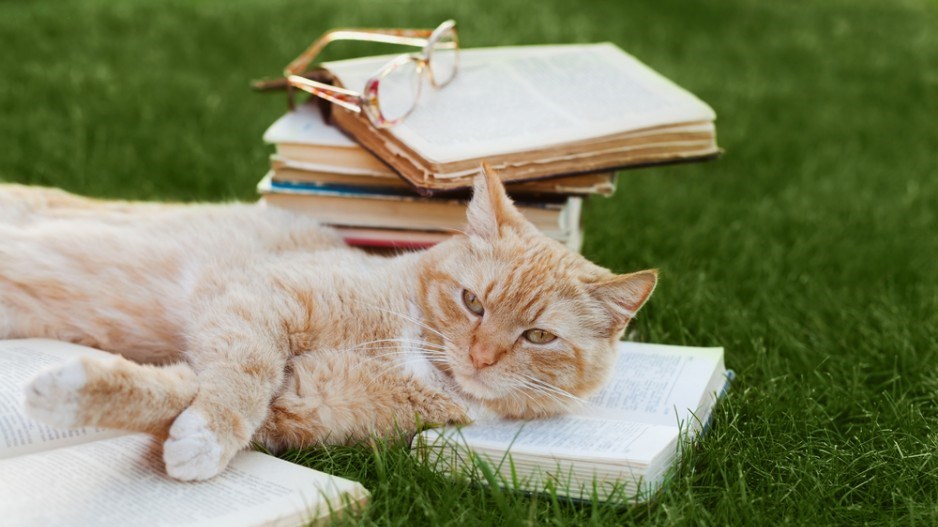 cat-reading-shutterstock