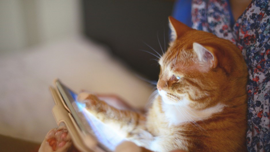 cat-reading-tablet-gettyimages