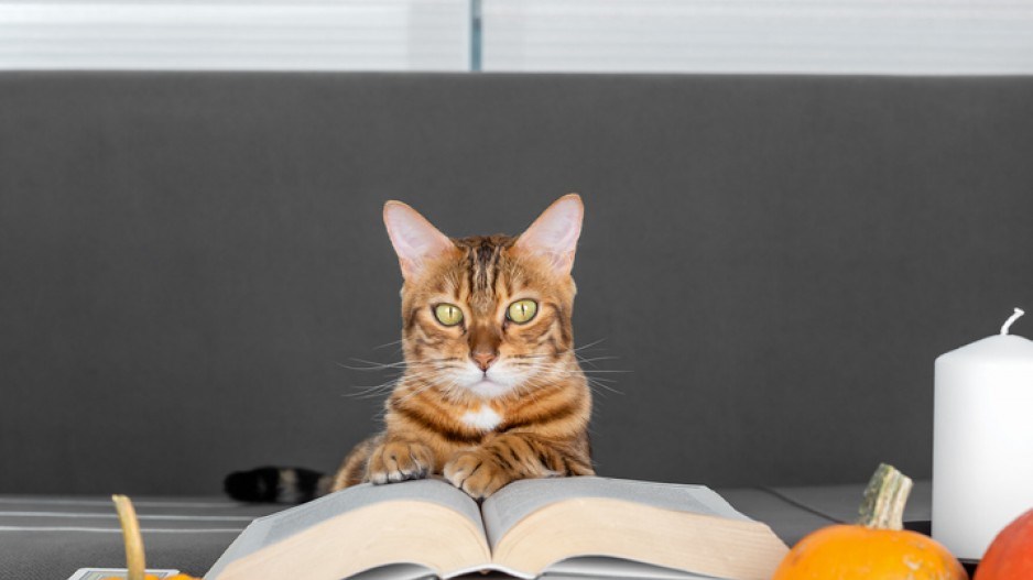 cat-reading-thanksgiving-creditsvetlanasultanaevagettyimages