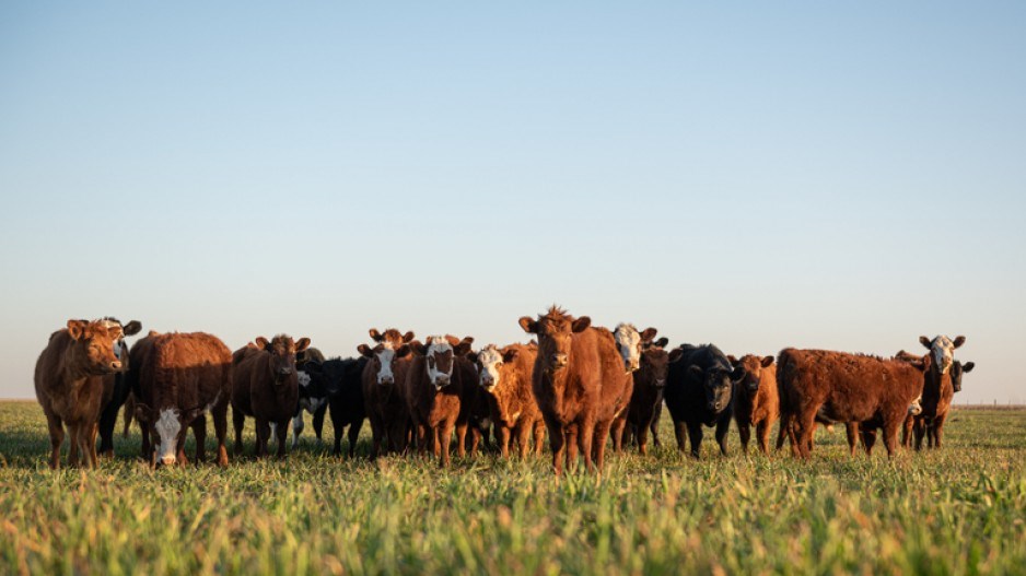 cattle-gettyimages