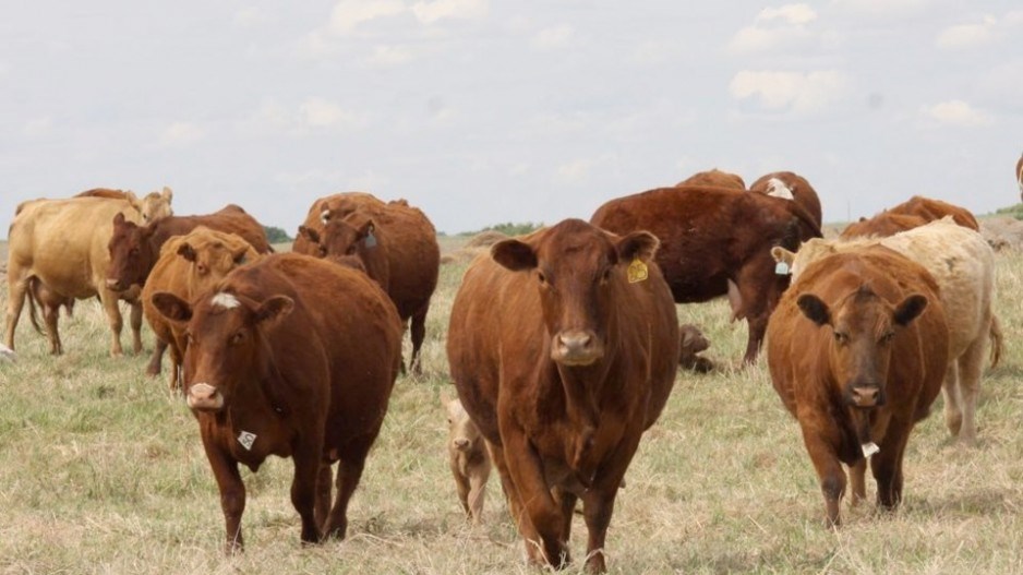 cattle-pasture-creditwesternproducerfiles