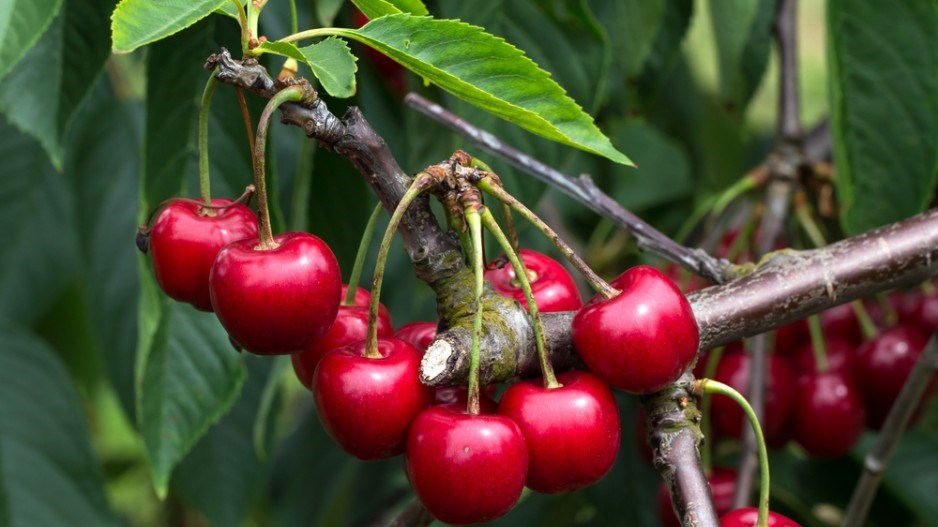 cherries-maleo-shutterstock