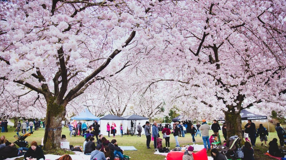 cherryblossomfestcreditartona3