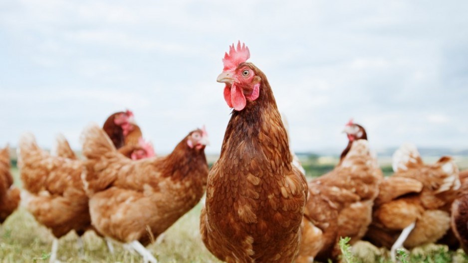 chickens-anthonylee-ojoimages-gettyimages