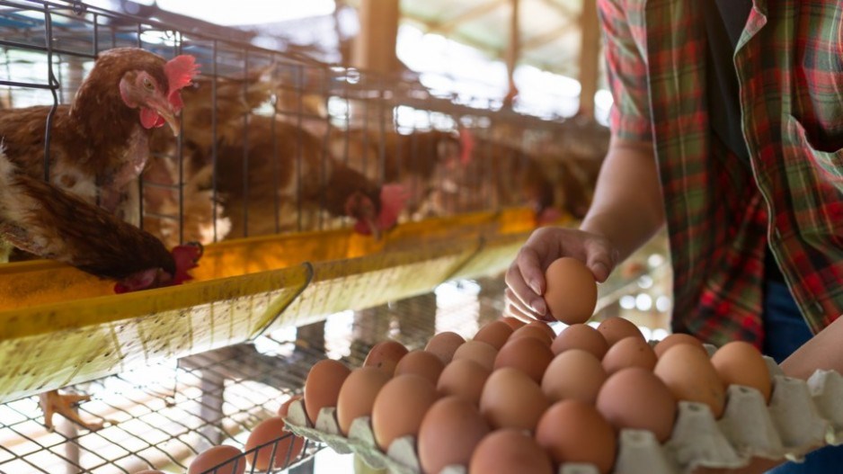 chickens-eggs-creditpramotepolyamate-moment-gettyimages