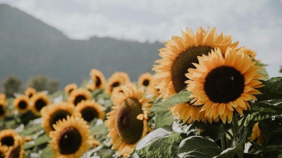 chilliwack-sunflower-festival