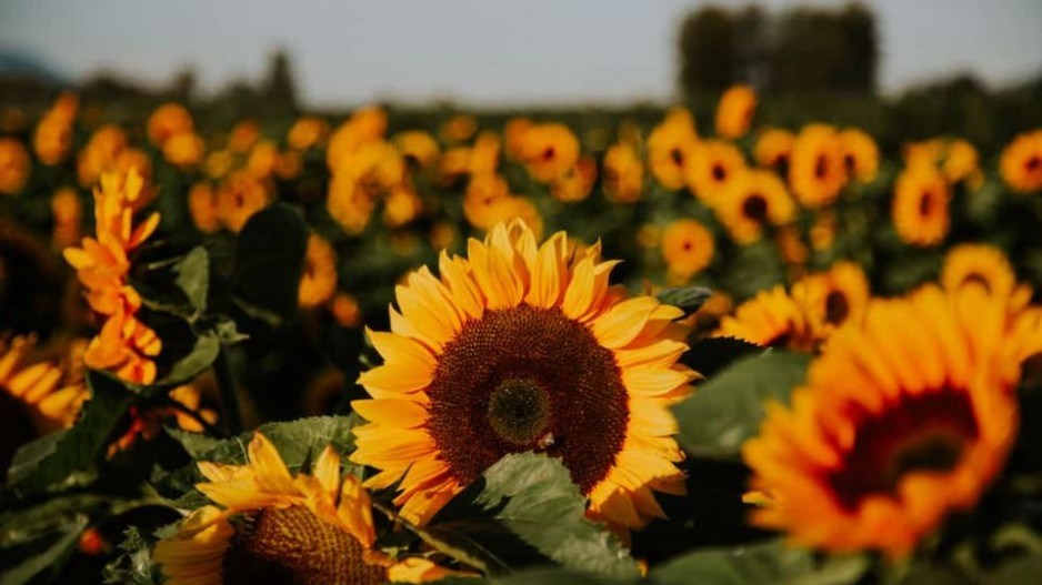 chilliwack-sunflower-festival