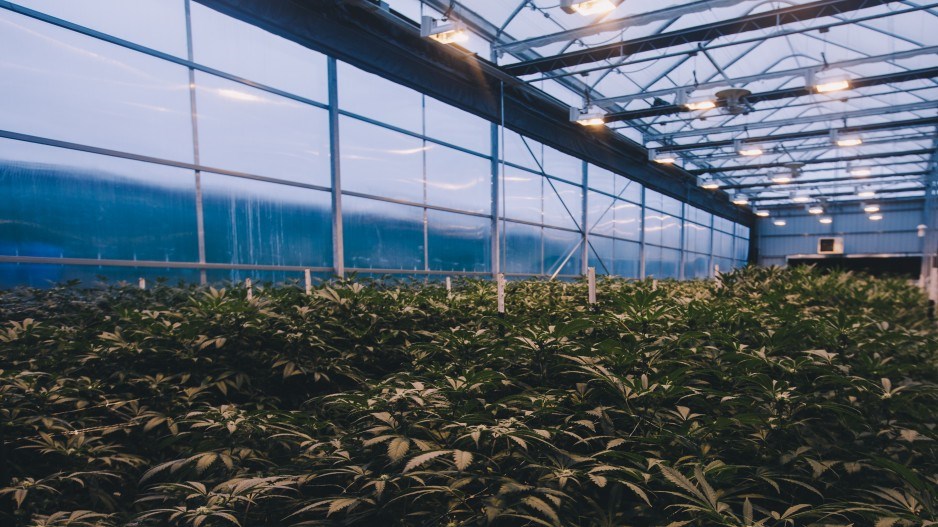 commercial-cannabis-greenhouse-shutterstock