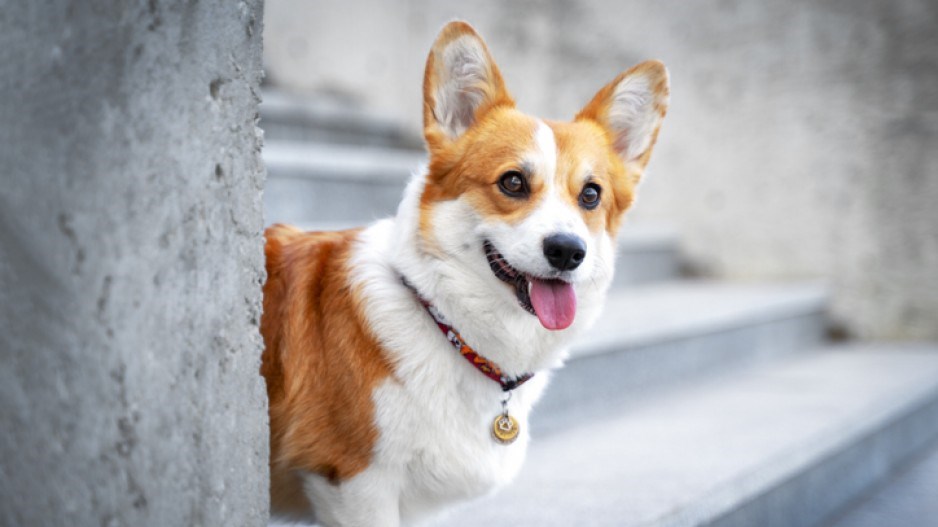 corgi-irina-meshcheryakova-istock-gettyimagesplus