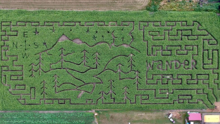 cornmaze2021design-greendale-acres